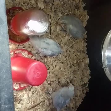 Chicks in a brooder Part 35