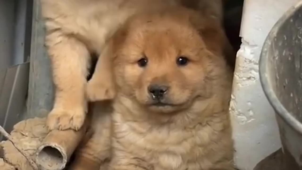 Cute Puppy