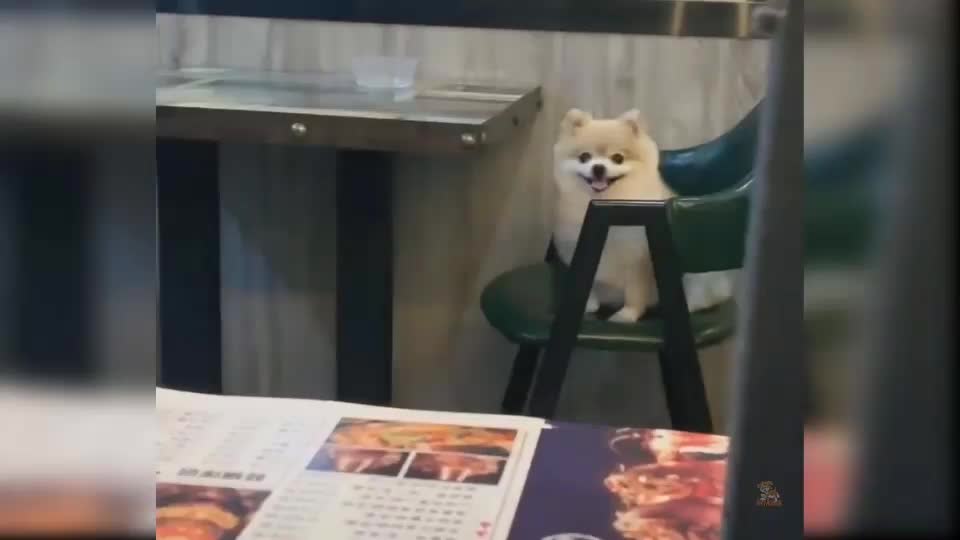 Funniest Animals - Best Of The 2022 Funny Animal Videos #3