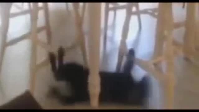 Funny cat