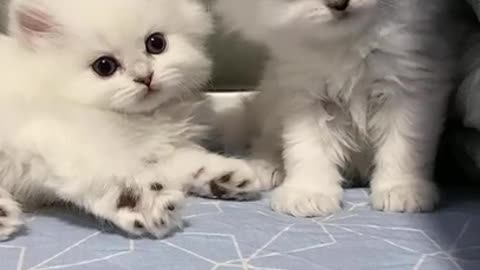 Aww cute cat meow