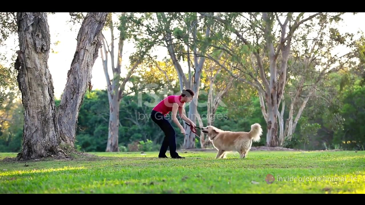 Doggy Day Out: A Fun-Filled Adventure with Your Pup