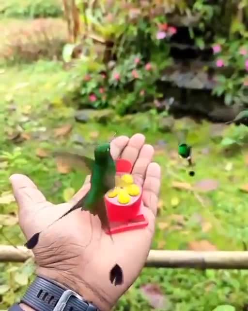 The hummingbird may be the most beautiful and small bird on earth