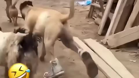 Animal funny video