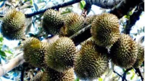 Mùa Sầu Riêng