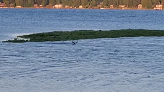 Osprey hunting