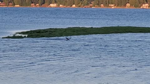 Osprey hunting