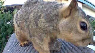 Squirrel posing for selfies
