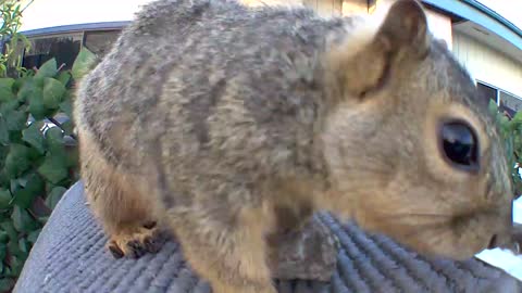 Squirrel posing for selfies