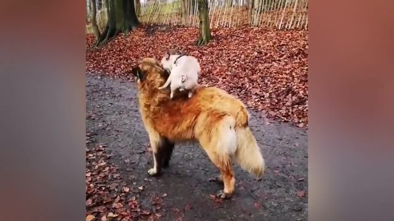 Is It Something Weird..! Adorable Puppy Loves Its Duck Buddy