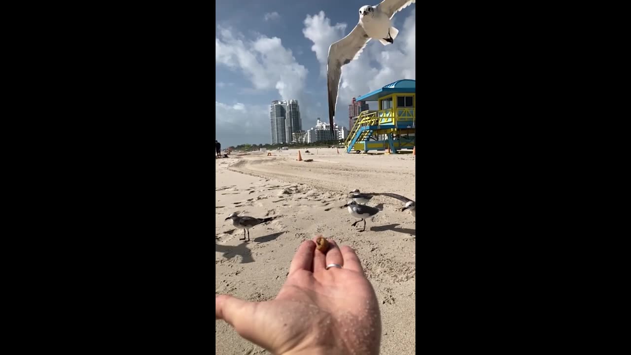 Gull Gently Takes Food from Hand in Slow Motion on Miami Beach