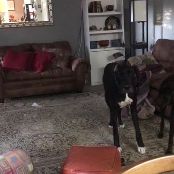 Great Dane Play Time!