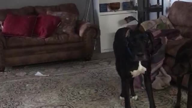 Great Dane Play Time!