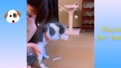 Baby Dogs - Cute and Funny Dog Videos Compilation 🤣