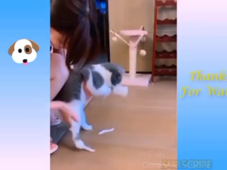 Baby Dogs - Cute and Funny Dog Videos Compilation 🤣