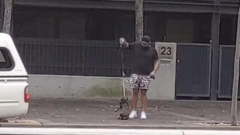 French Bulldog Can't Stop Somersaulting