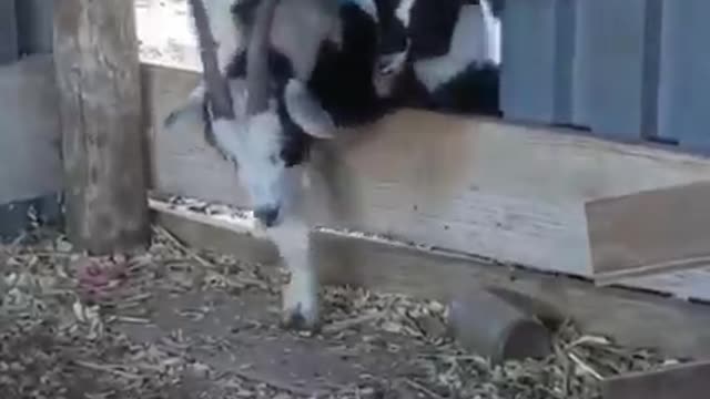 Watch the goats drinking the fizzy drink