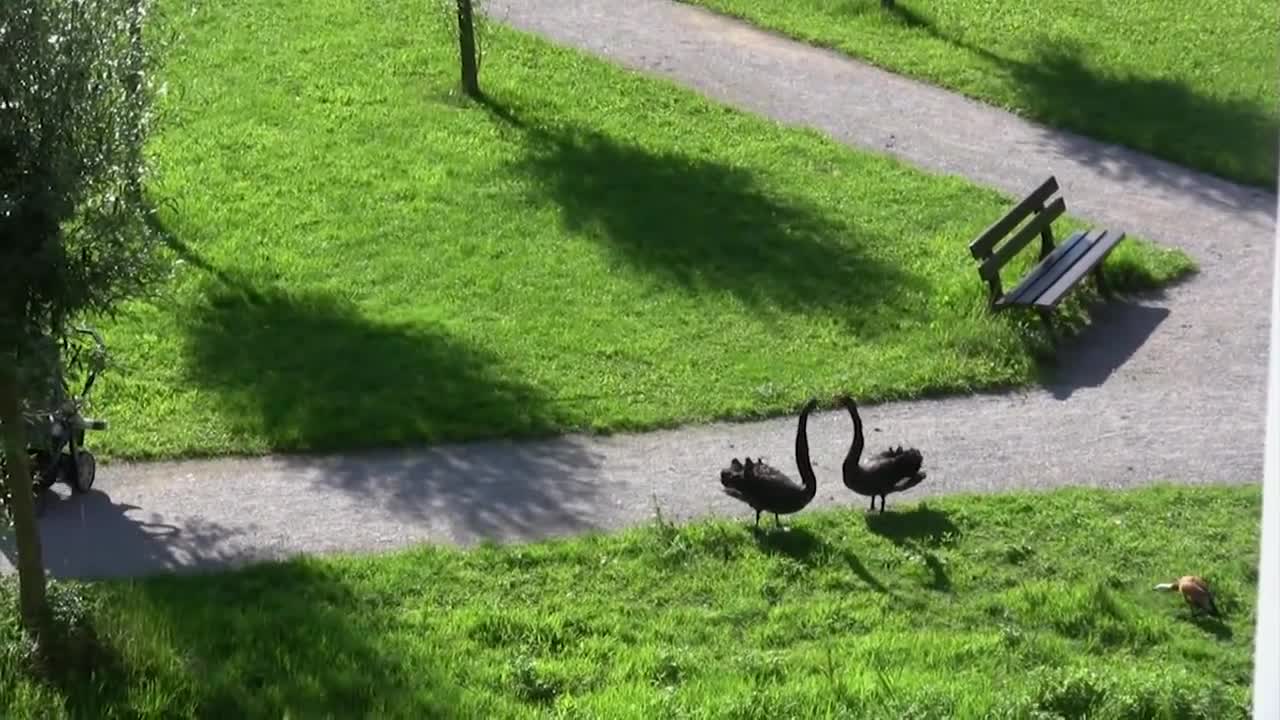 Schwan Attacken (Part 1) Schloss Ringenberg - angry swan attacks