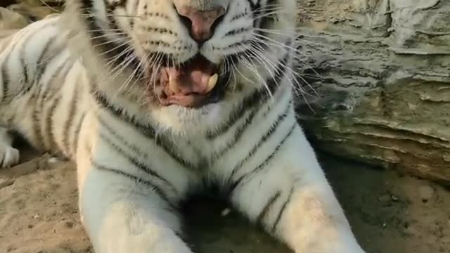 Bengal white tiger