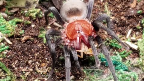 Tarantula Feeding, The Brazilian Redhead Tarantula, Bumba horrida