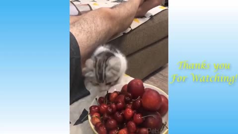 Cute Fluffy Pets & Animals 😍 | Funny Compilation 2021