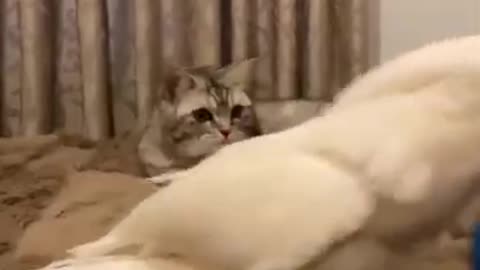 Cat funny videos 5