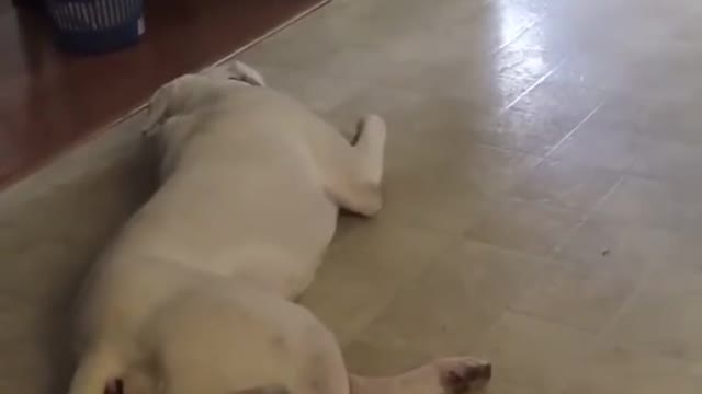 Dog Throws Tantrum When he Doesn't Get His Gravy