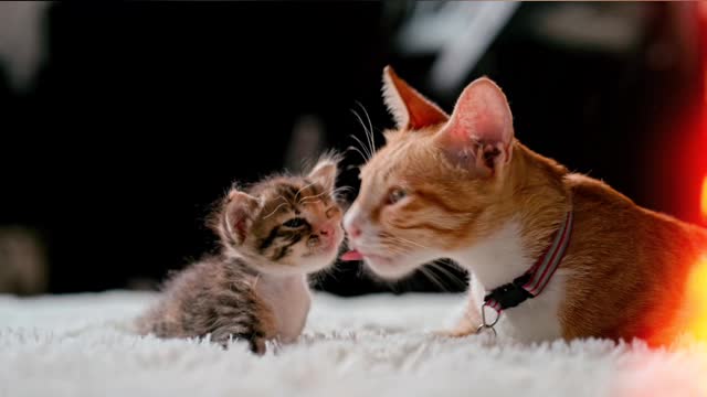 Mother cat loving kitten