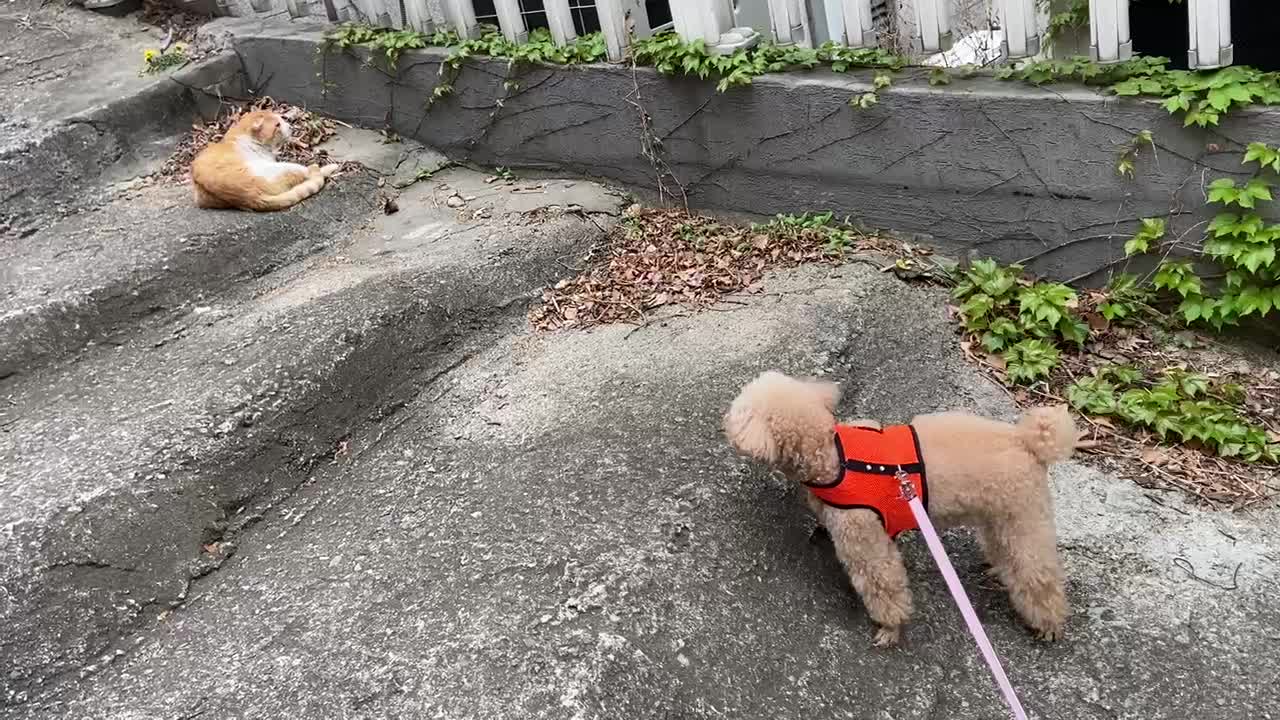 A dog who wants to play with a cat