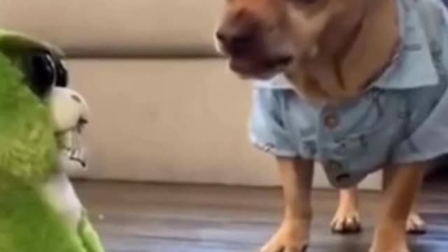 Try Not To Laugh | Funny Cat And Dog Video | #shorts 😂😂