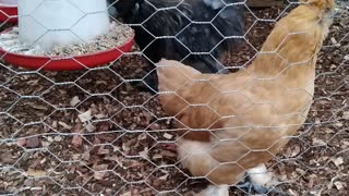 Silkie rooster crowing at breakfast