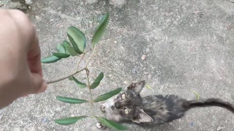 Cute Kitten Playing Together 🙄🐾🐽