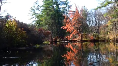 Fall Foliage
