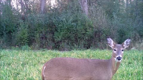 Fred Zeppelin 2021, Small Bucks And Lotta Does