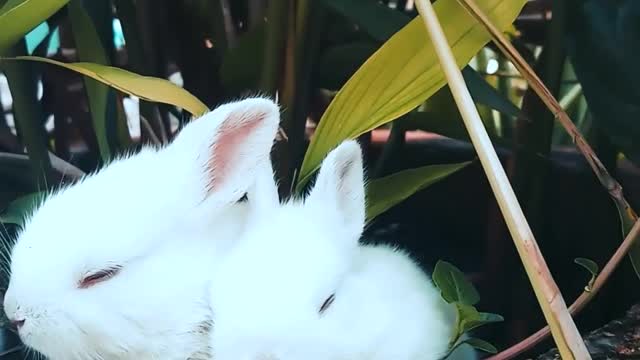 Little rabbits resting on a pot with a plant