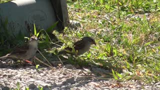 195 Toussaint Wildlife - Oak Harbor Ohio - American Tree Sparrow