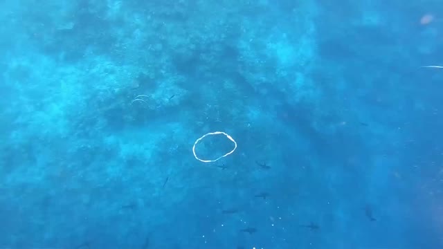 Underwater Bubble Rings towards a Reef