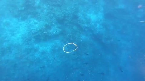 Underwater Bubble Rings towards a Reef