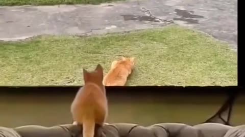 Funny cat video