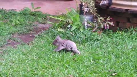 Koala baby rescue-2