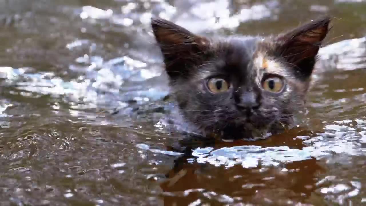 Wild cat swimming in a river