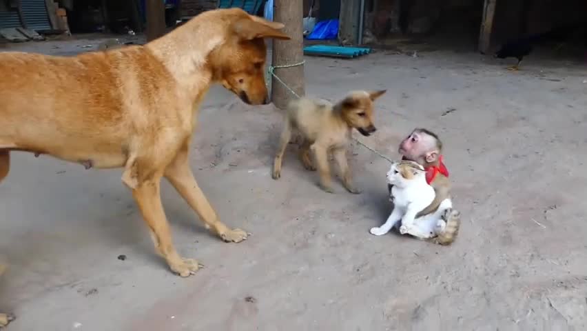 Omg! monkey ,cat,dog playing and figthing together