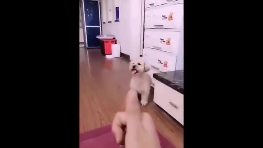 Funny animals videos