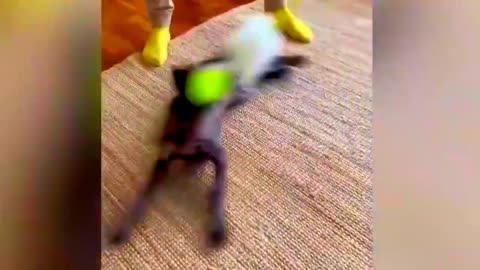 😂 Funniest Cats and Dogs Videos 😺🐶 #20