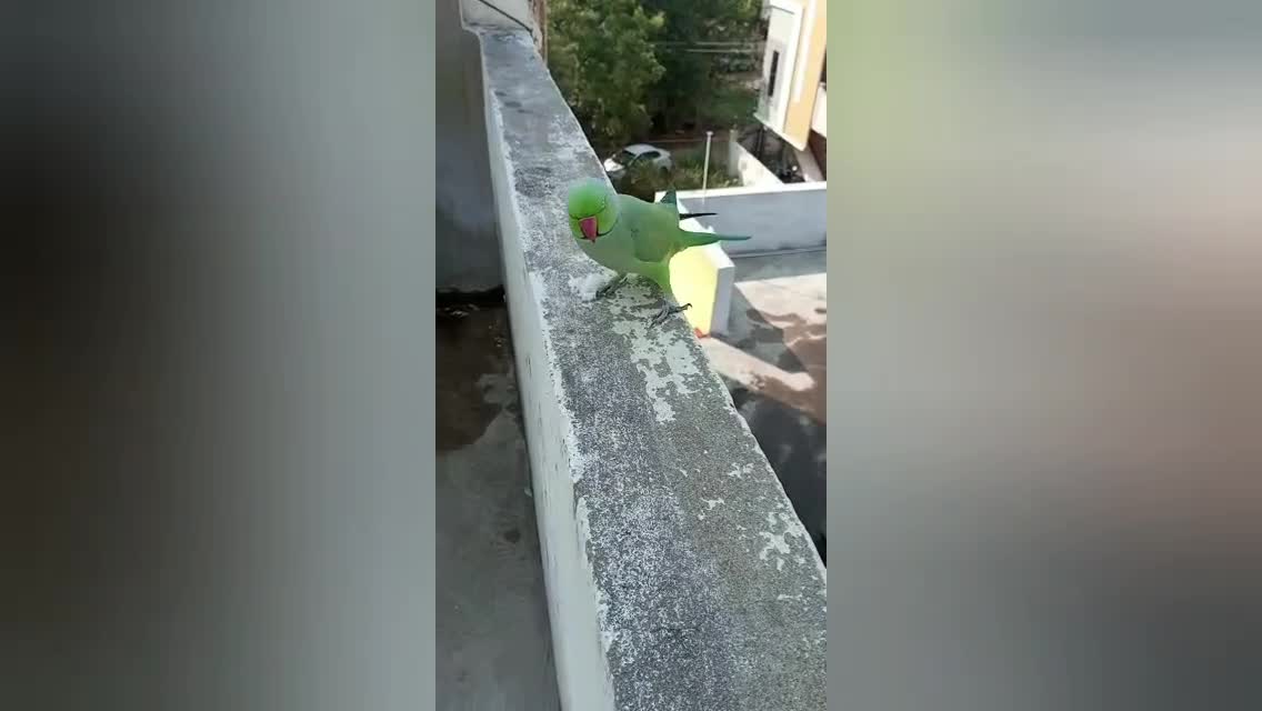 talking parrot // SUDDEN VISIT TO OUR FRIEND HOME AND surprise EVERY ONE