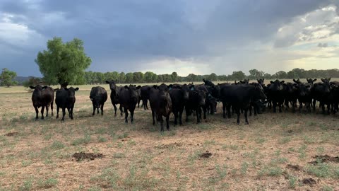 You Can't Take Cows Anywhere...