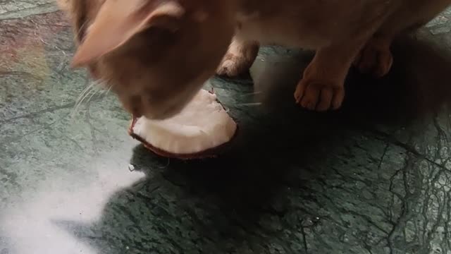Cat eating coconut || funny cat video.......