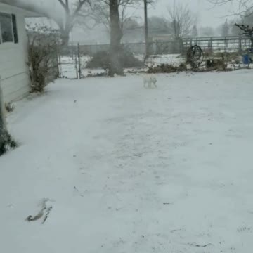 Husky discovering snow