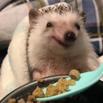 Do what what no line, eat first