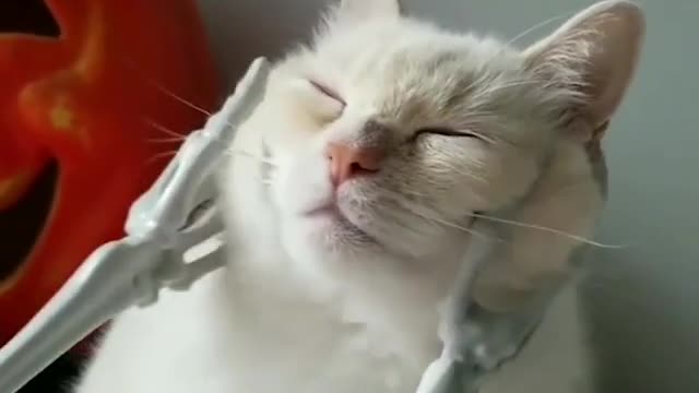 Cat enjoying weird therapy